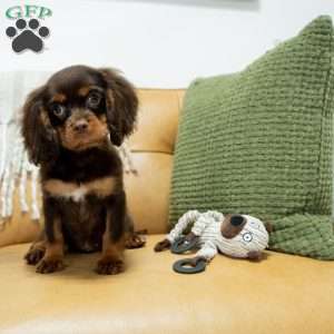 Parker, Cavalier King Charles Spaniel Puppy